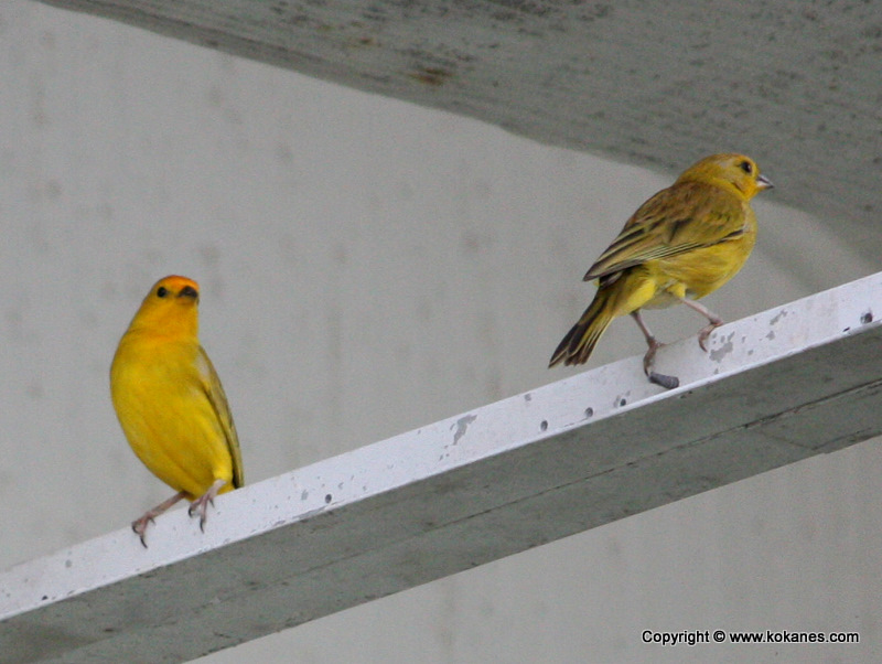 Saffron Finch